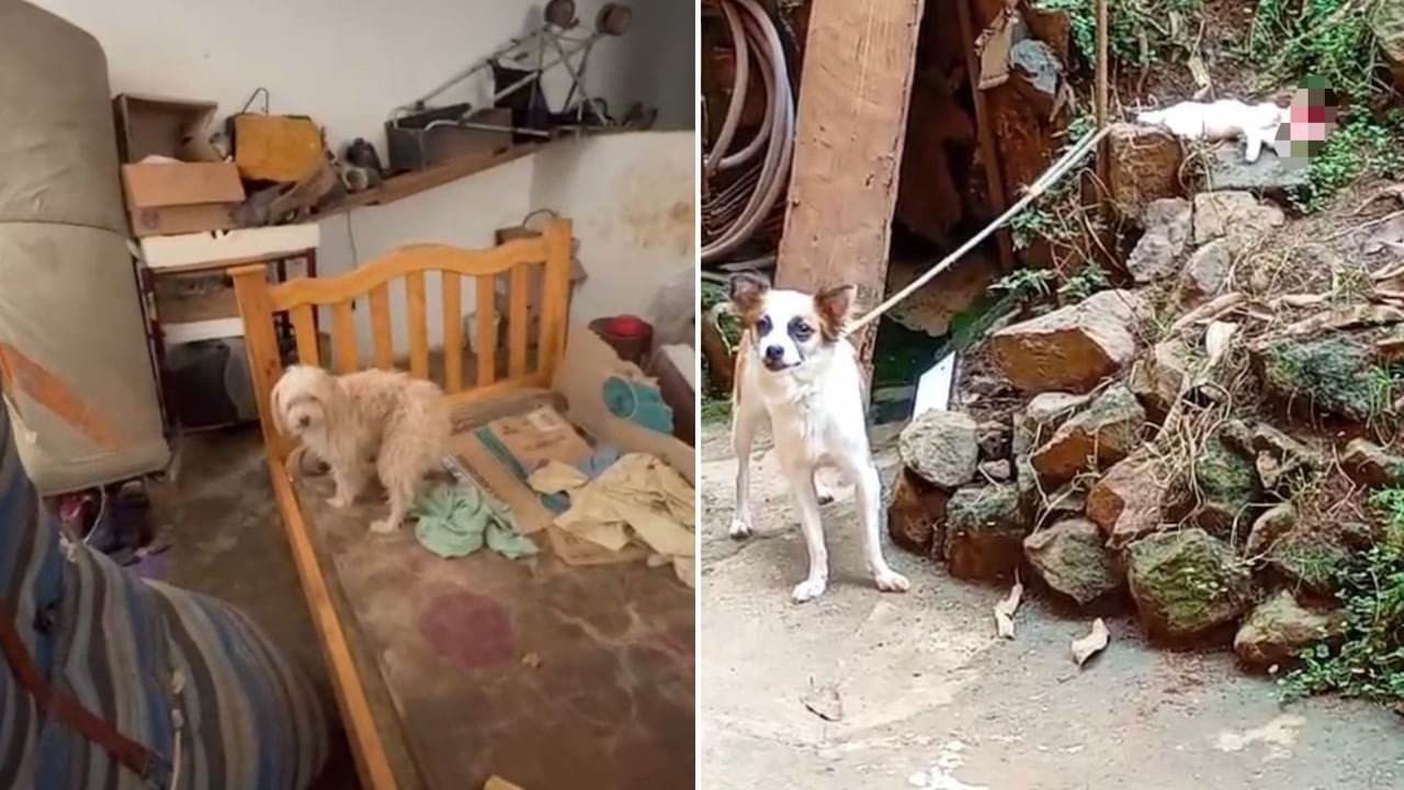 Vecinos del sector de Siloé denunciaron presuntas condiciones de maltrato animal en una vivienda donde varios animales habrían sido recogidos de la calle.