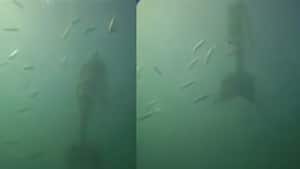 En un video viral de TikTok se observa lo que sería una sirena nadando. Aunque no se especifíca en que parte del Océano Pacífico fue vista ni la fecha de la grabación, muchos piensan que es real.