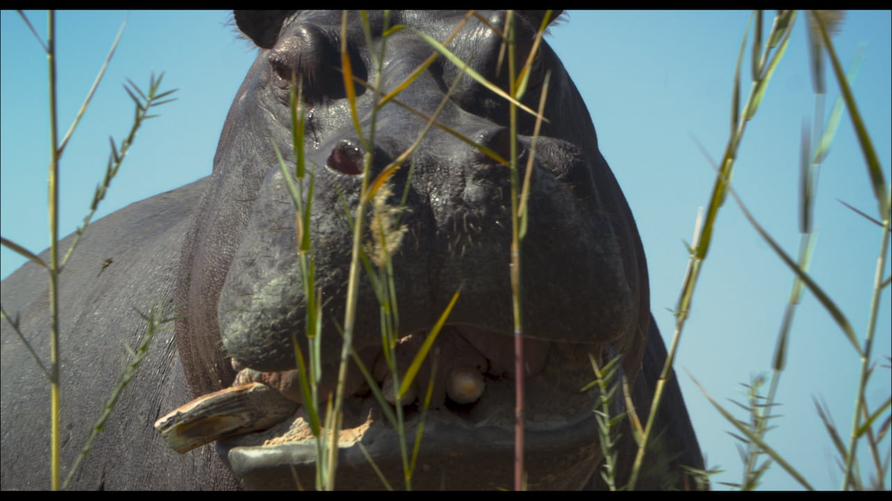 Un largometraje anticolonial que desafía las formas y narrativas occidentales impuestas a la creación y el consumo de películas. Su planteamiento abarca la ficción, el documental y lo fantástico. Inspirado por el hipopótamo de Pablo Escobar, Pepe fue traído a Colombia desde África y más tarde se convirtió en un símbolo de división debido a la polémica que rodeó su muerte.
