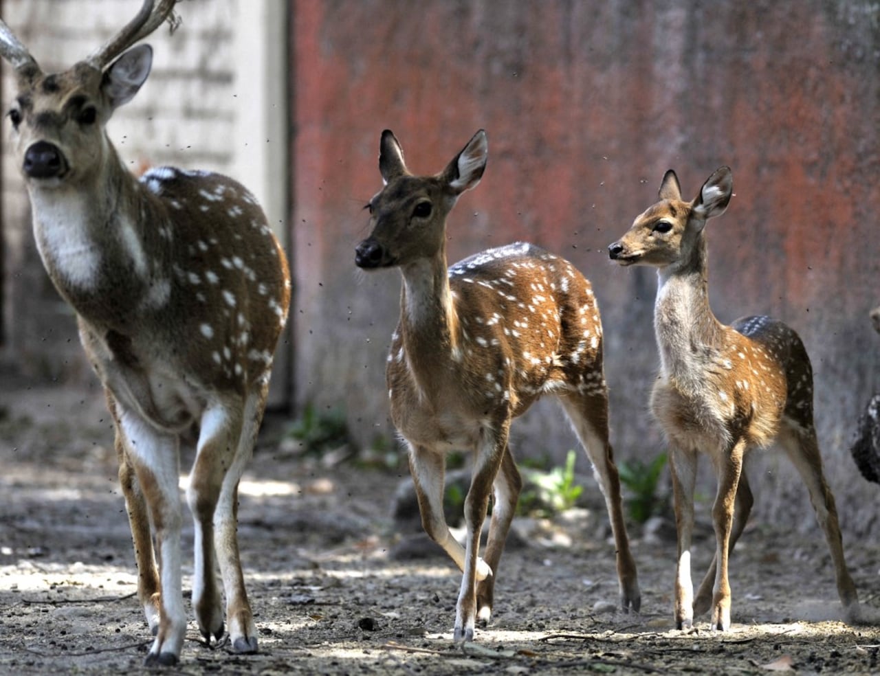 Estos animales son originarios de Asia y fueron introducidos a Colombia por Pablo Escobar.