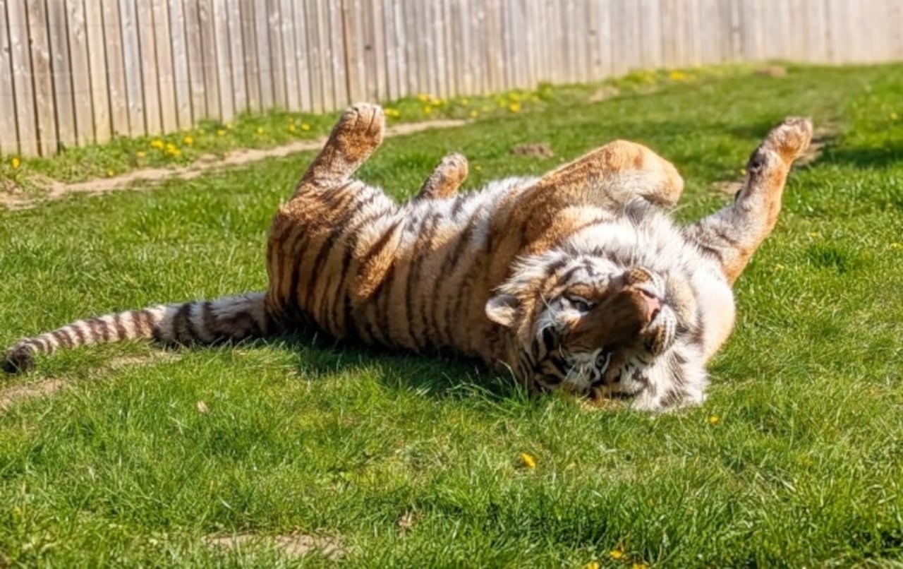 Hombre muere tras entrar a un recinto de Tigres