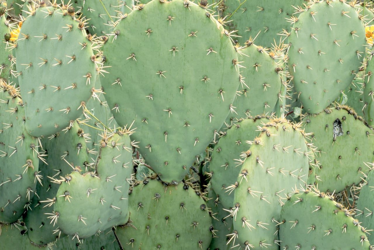 Nopal