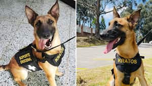 Kratos, un pastor belga, es el líder de la 'Fuerza Peluda'.