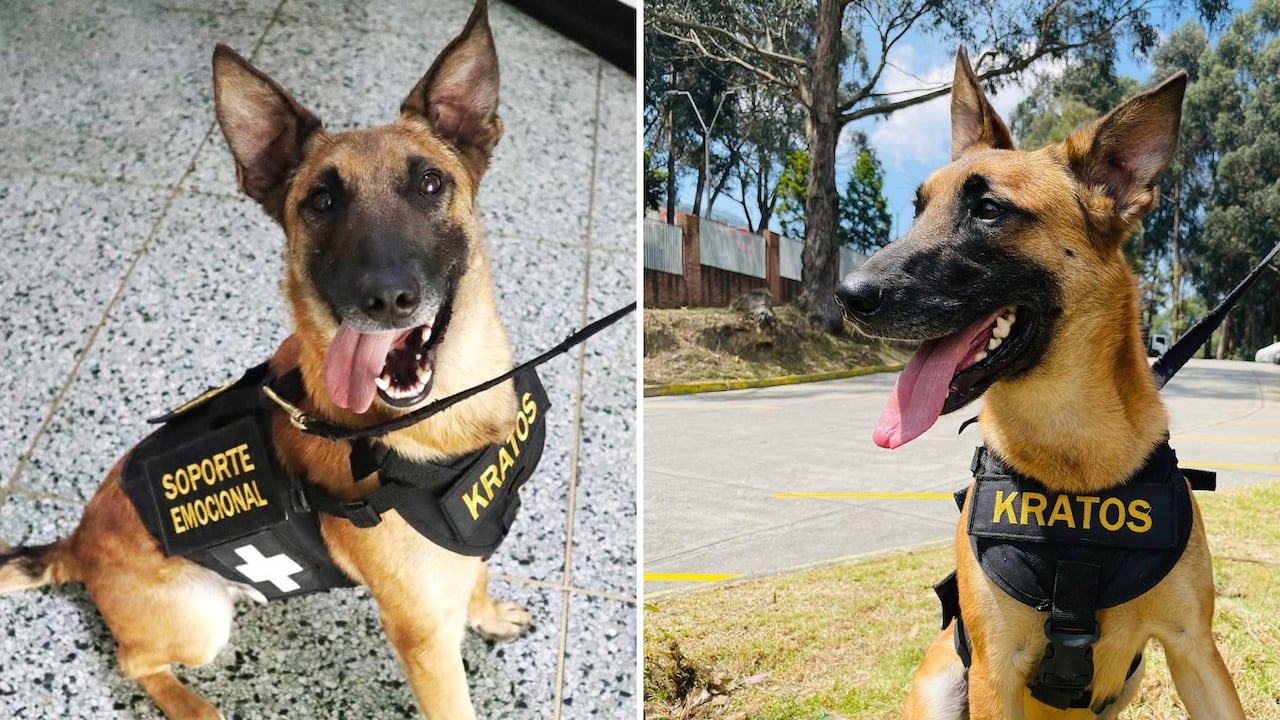 Kratos, un pastor belga, es el líder de la 'Fuerza Peluda'.