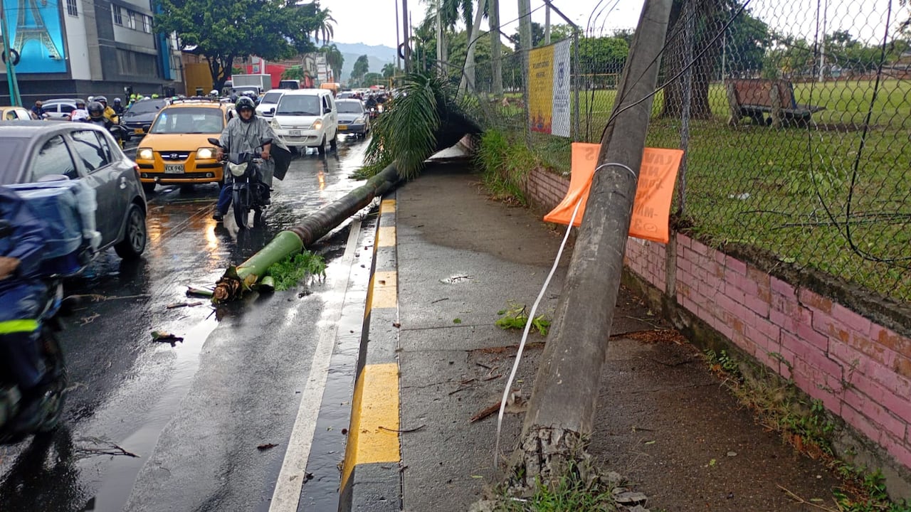 La palmera cayó sobre la vía, bloqueando el paso vehicular.