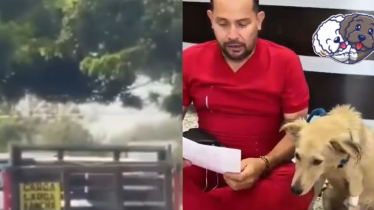 El reporte clínico indica que Tevi presenta un estado de salud delicado. Los veterinarios le diagnosticaron anemia, presencia de hemoparásitos y afectaciones hepáticas.