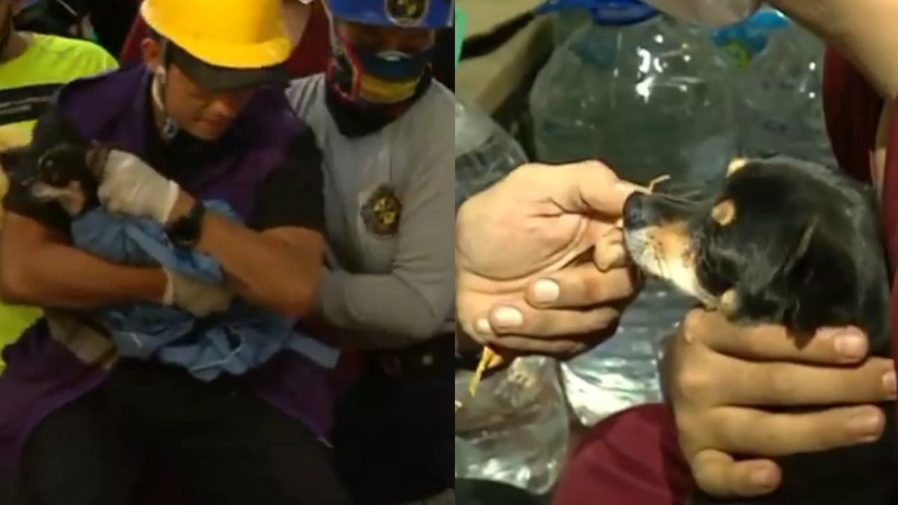 Rescate de perrita