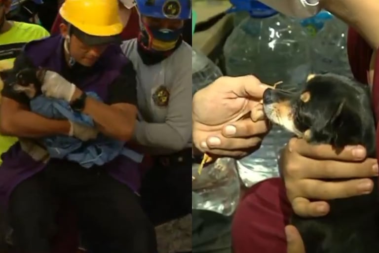 Rescate de perrita