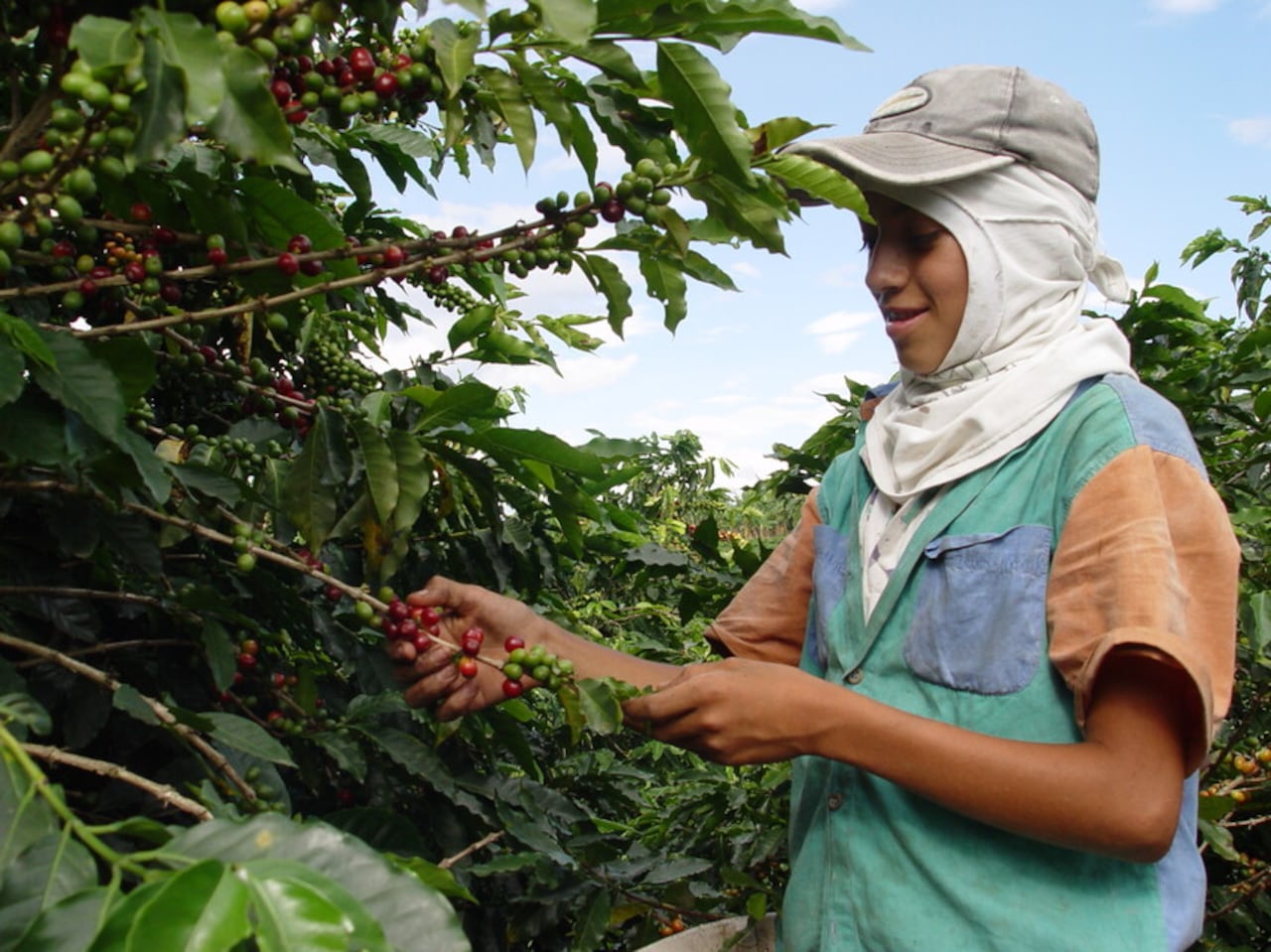 Los productores de café deben ser protegidos. (Imagen de referencia).