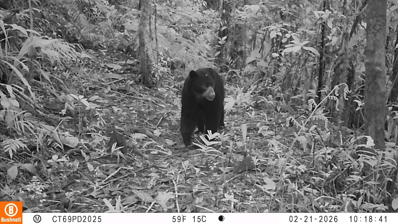 Cámaras trampa registran oso de anteojos en zona de conservación de Cali