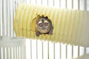 Los monos quedaron bajo custodia de la CVC.