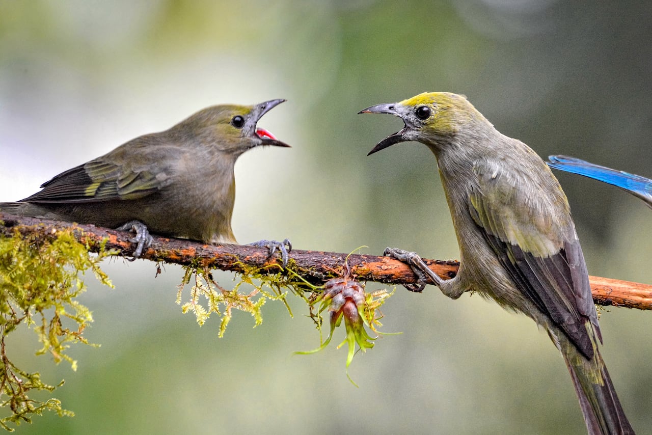 Cali vive la semana de las aves con el Birdfair Colombia Birdfair 2025.