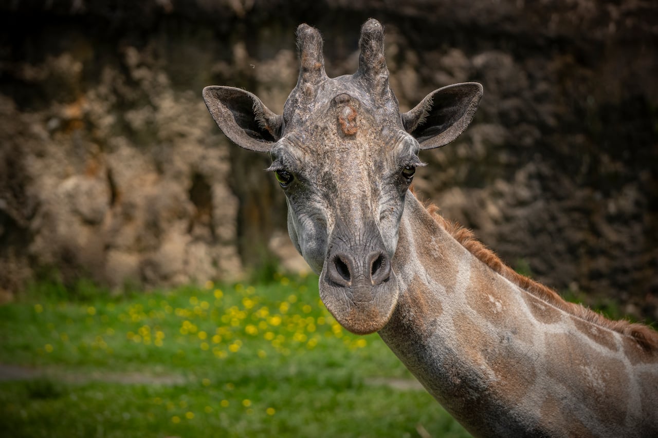 En Ukumarí vive Otún, la única jirafa en Colombia.