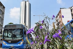 Concejales citan a Metrocali a debate de control político.