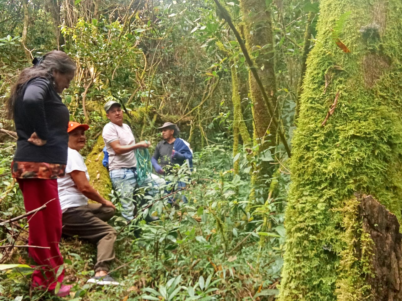 Habitantes de la comuna cinco de Popayán se internan en zona rural para seleccionar los árboles con los que construirán la cruz del Viernes Santo.