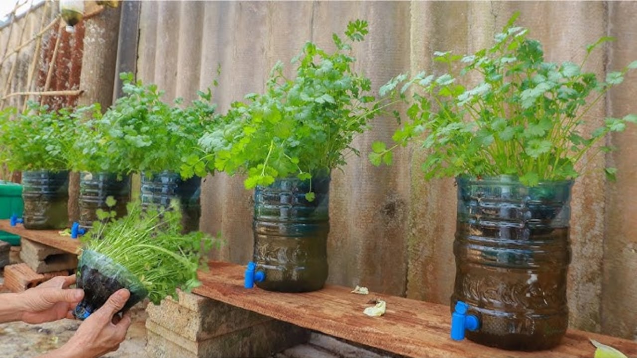 El cilantro es una de las plantas que más se siembra en agua.