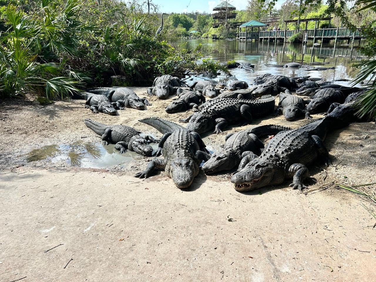 Otra de las experiencias que no puede dejar pasar cuando visite Orlando es ir a Gatorland, un parque en el que podrá vivir una jornada llena de adrenalina.