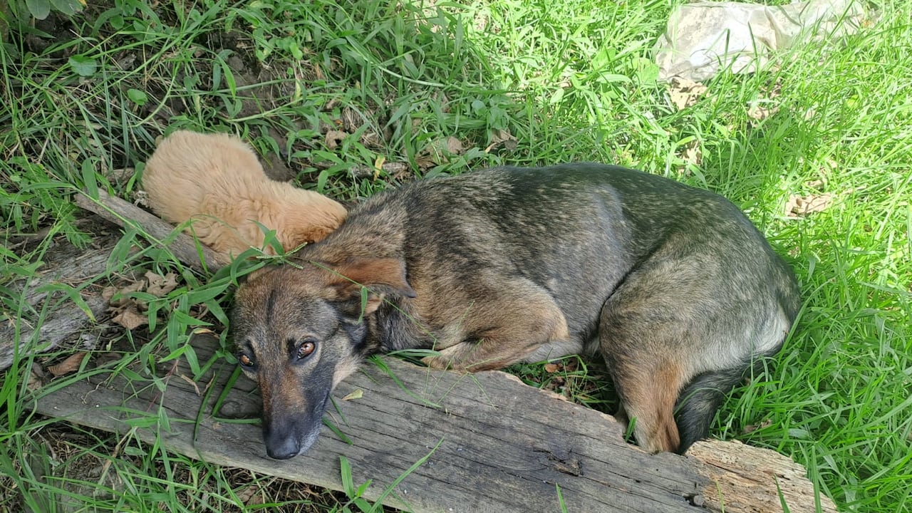 Las personas que se encontraron a la perrita buscan la forma de encontrarle un hogar.