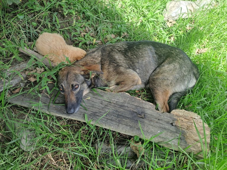 Las personas que se encontraron a la perrita buscan la forma de encontrarle un hogar.