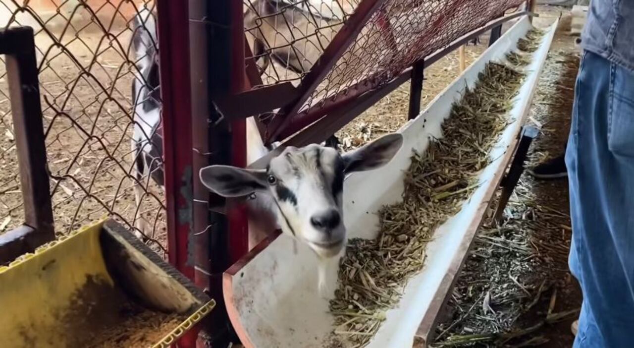 Protección Animal de Cali, en conjunto con la Policía Ambiental, rescatan animales en parque recreativo.