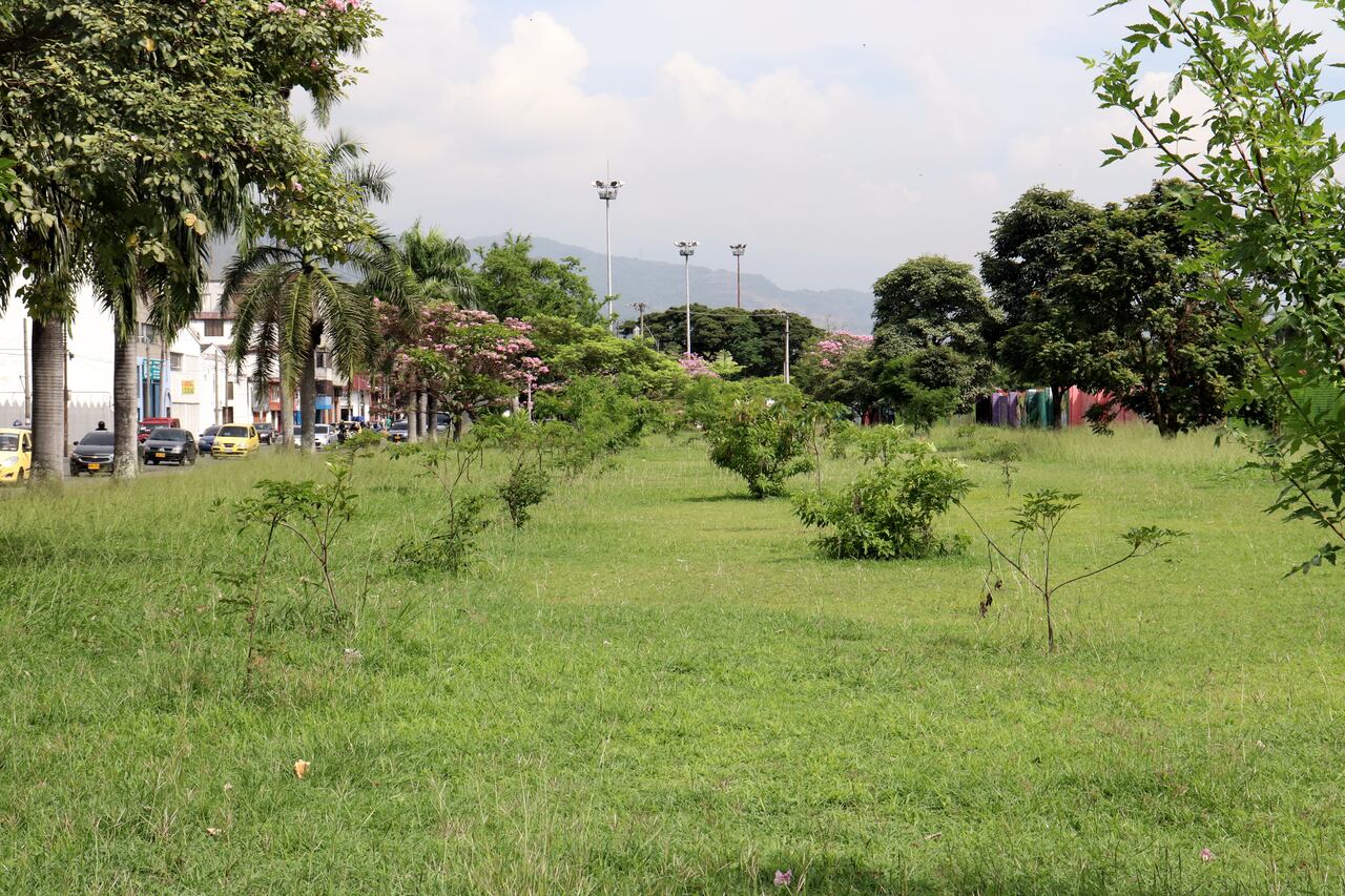 Vecinos y líderes ambientalistas de la comuna 3 se oponen al traslado de 71 árboles del corredor vial de la calle 25 entre cra 5 y 3 para instalar tarimas de la feria de Cali.