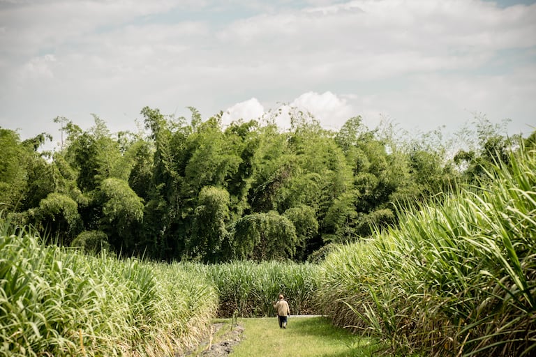 En el campo cañero, personal de seguridad y obreros enfrentan riesgos constantes por ataques y atracos.