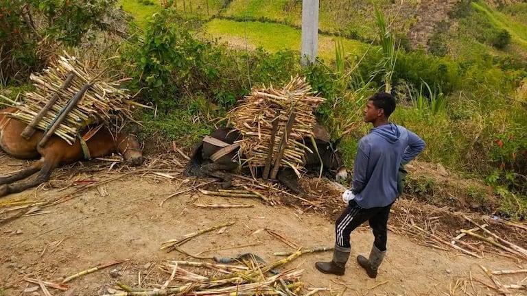 El cable energizado representa un grave riesgo para campesinos, trabajadores agrícolas y habitantes que transitan por esta zona rural de Consacá, Nariño.