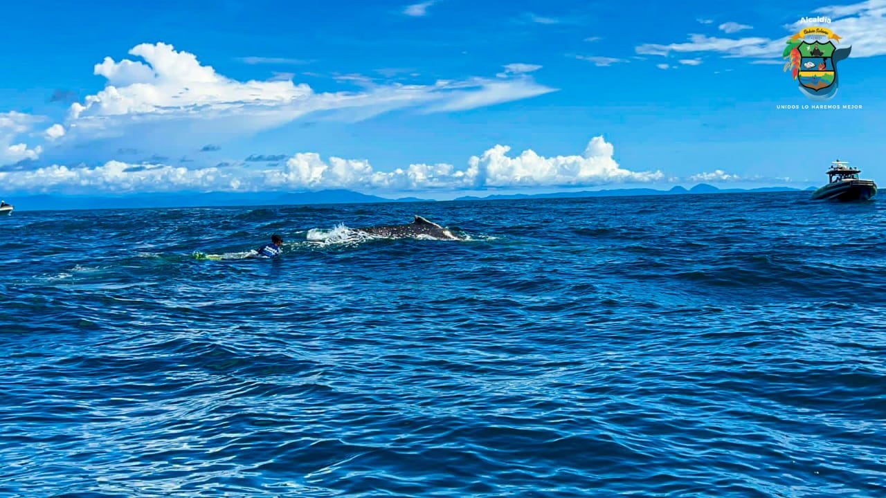 Es un sitio ideal para el avistamiento de ballenas.