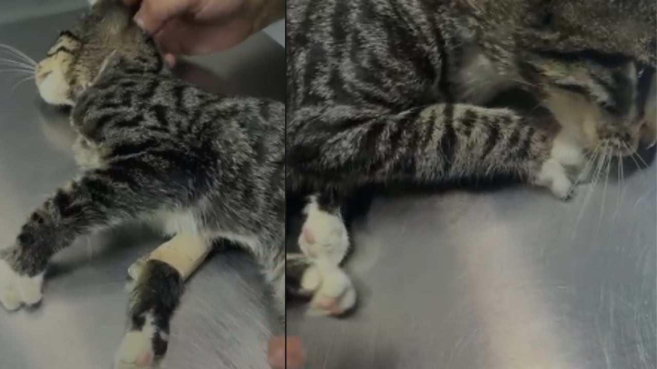 Los médicos han señalado que “Yeloko” deberá someterse a un proceso de recuperación que podría extenderse entre tres y seis meses.