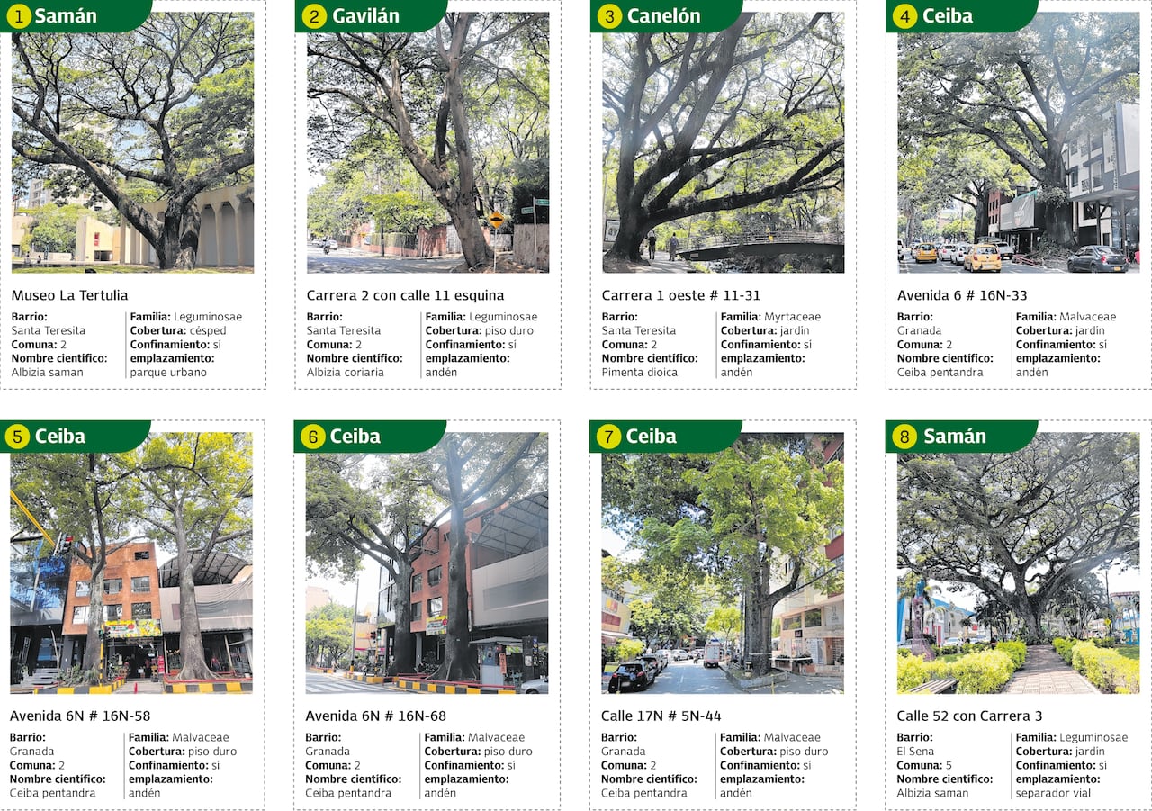 Estos son algunos de los árboles emblemáticos que descansan sobre el suelo de la capital del Valle del Cauca.