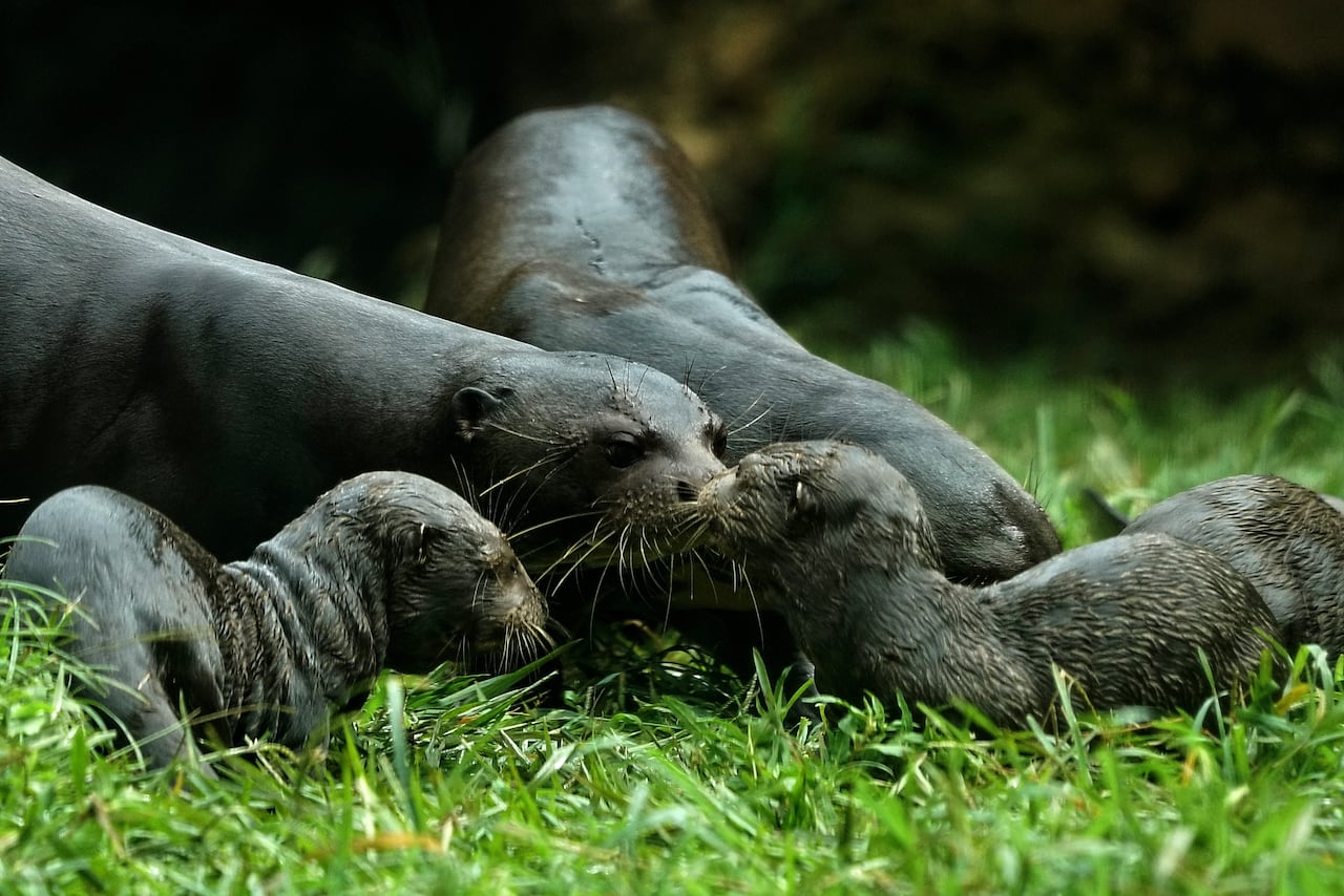 Tres bebés de nutria gigante son la sensación en el zoológico de Cali. Ver cómo sus padres, los guían y enseñan a nadar es un espectáculo. Foto Jorge Orozco / El País.