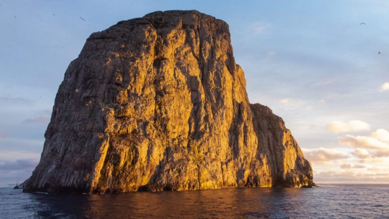 Buceo en la Isla Malpelo, la roca viviente del Pacífico colombiano