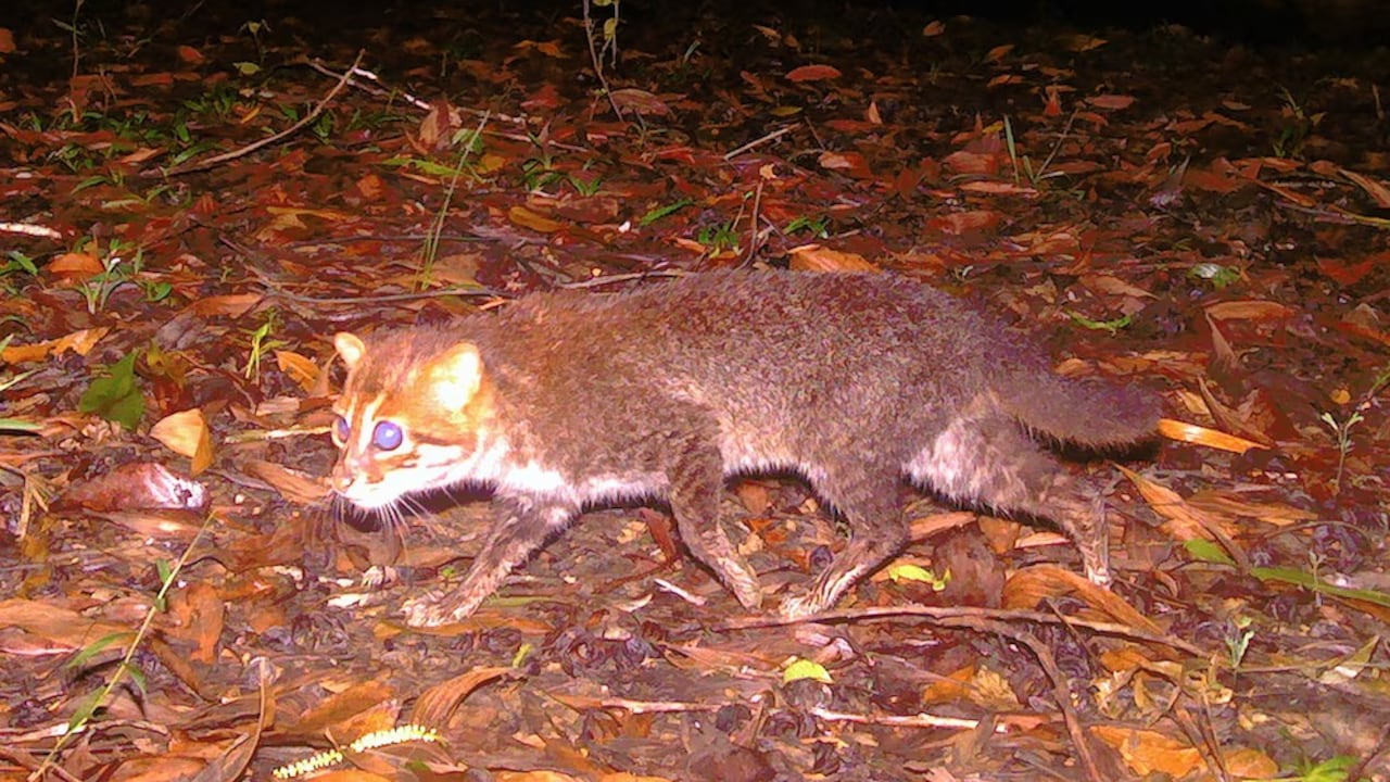 El gato cabeza plana fue redescubierto en Tailandia tras treinta años sin registros.