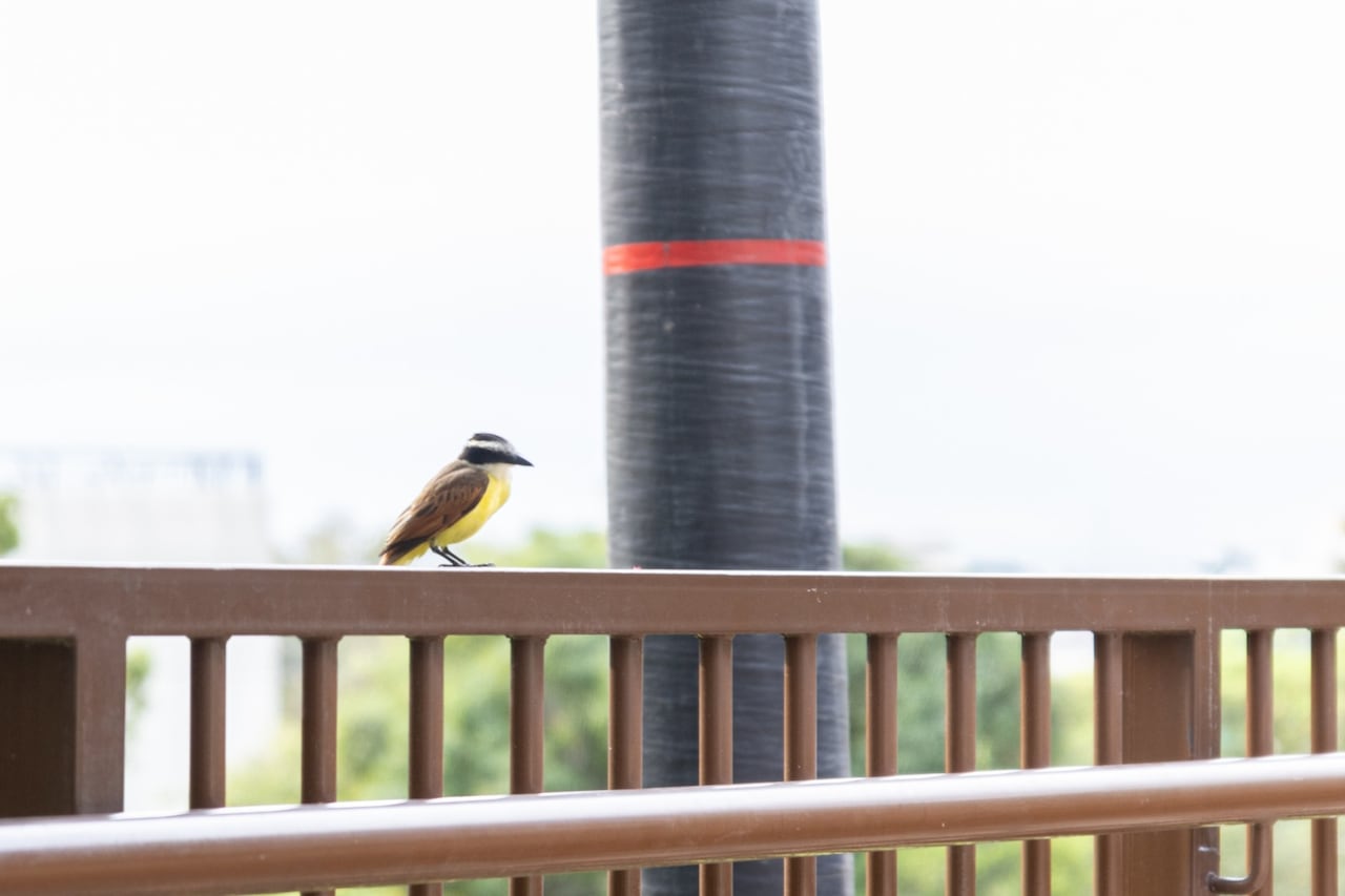 Entre aves, senderos y vegetación: el plan perfecto en Cali para desconectarse durante la Semana Santa es visitar Cristo Rey.