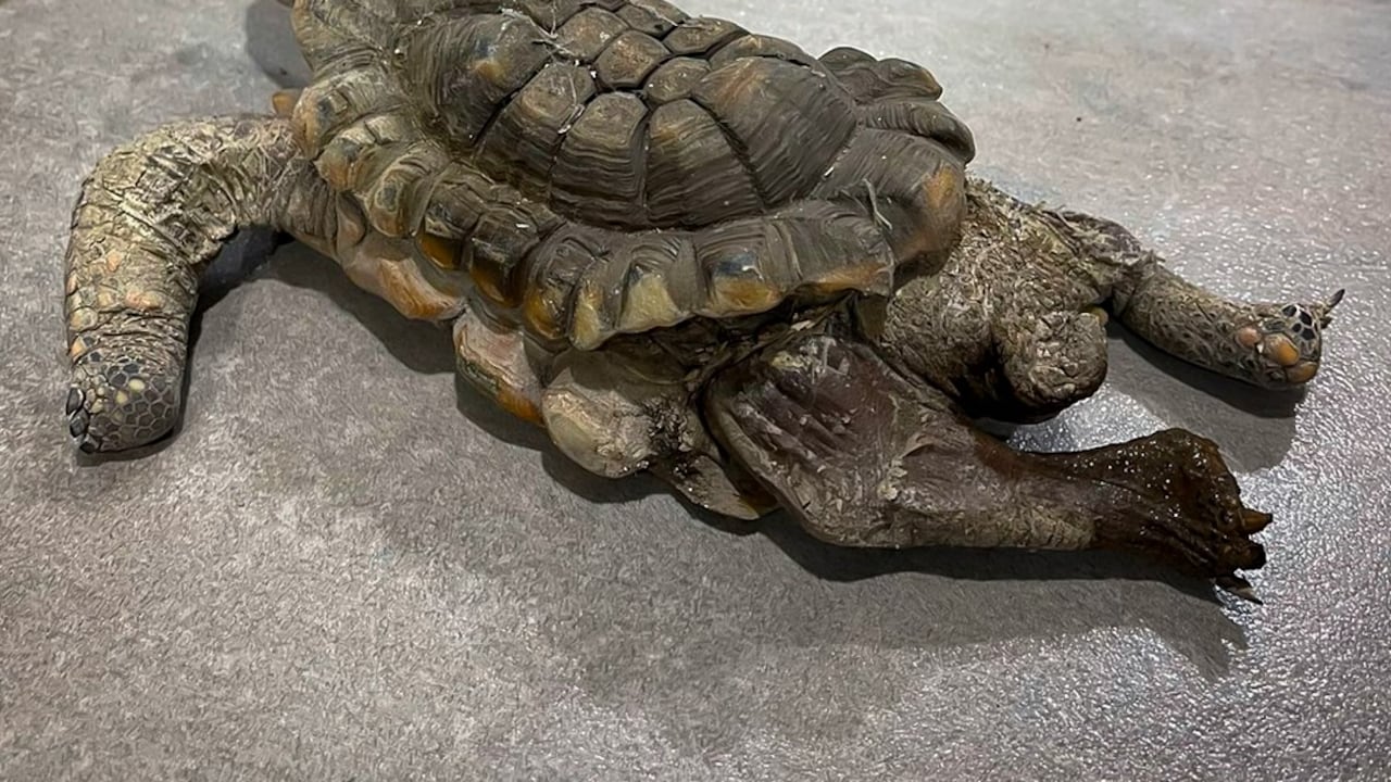 Tortuga morrocoy vivió 30 años en cautiverio y llegó lisiada al CAVR del Valle de Aburrá