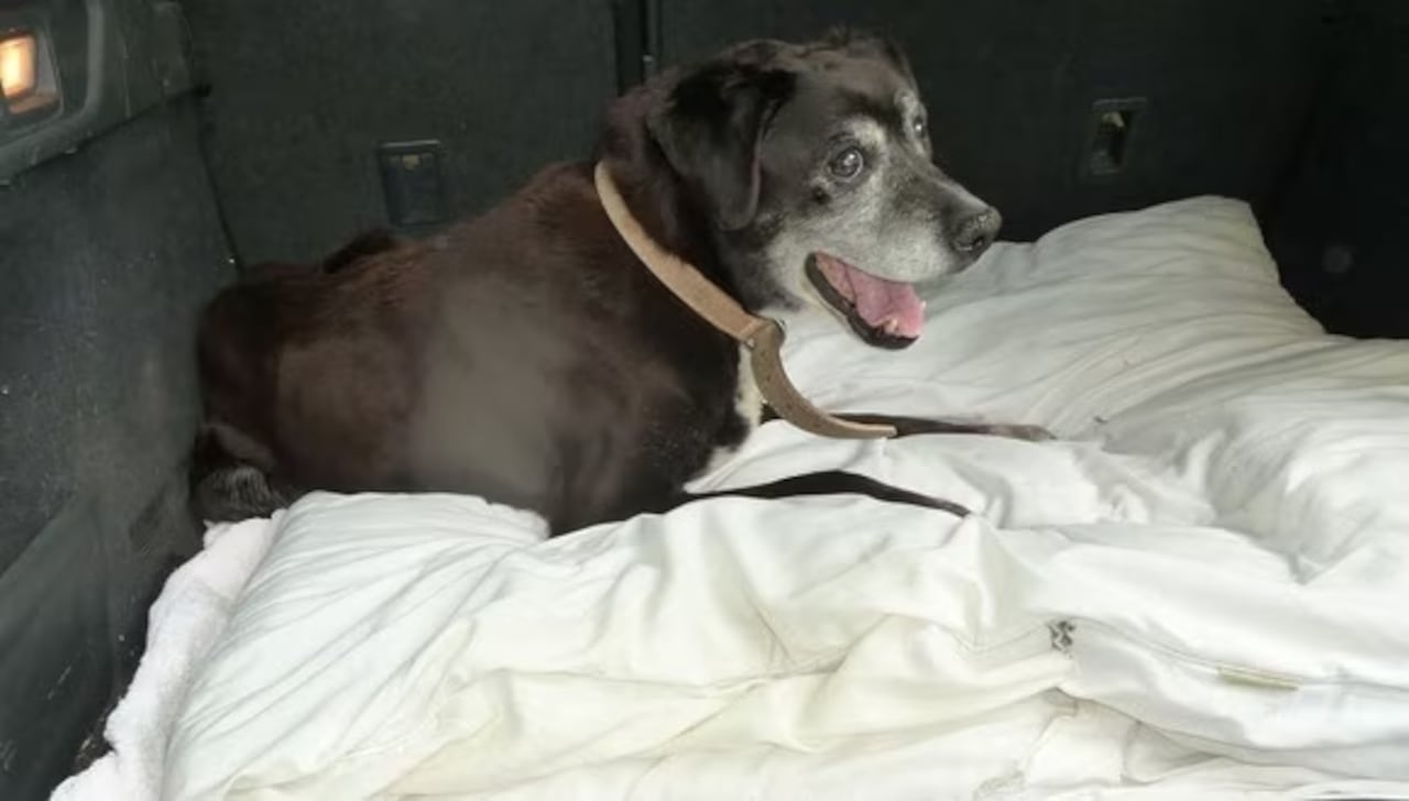 La perrita murió a los 21 años de edad.