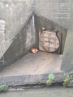 Rescate animal en Cali