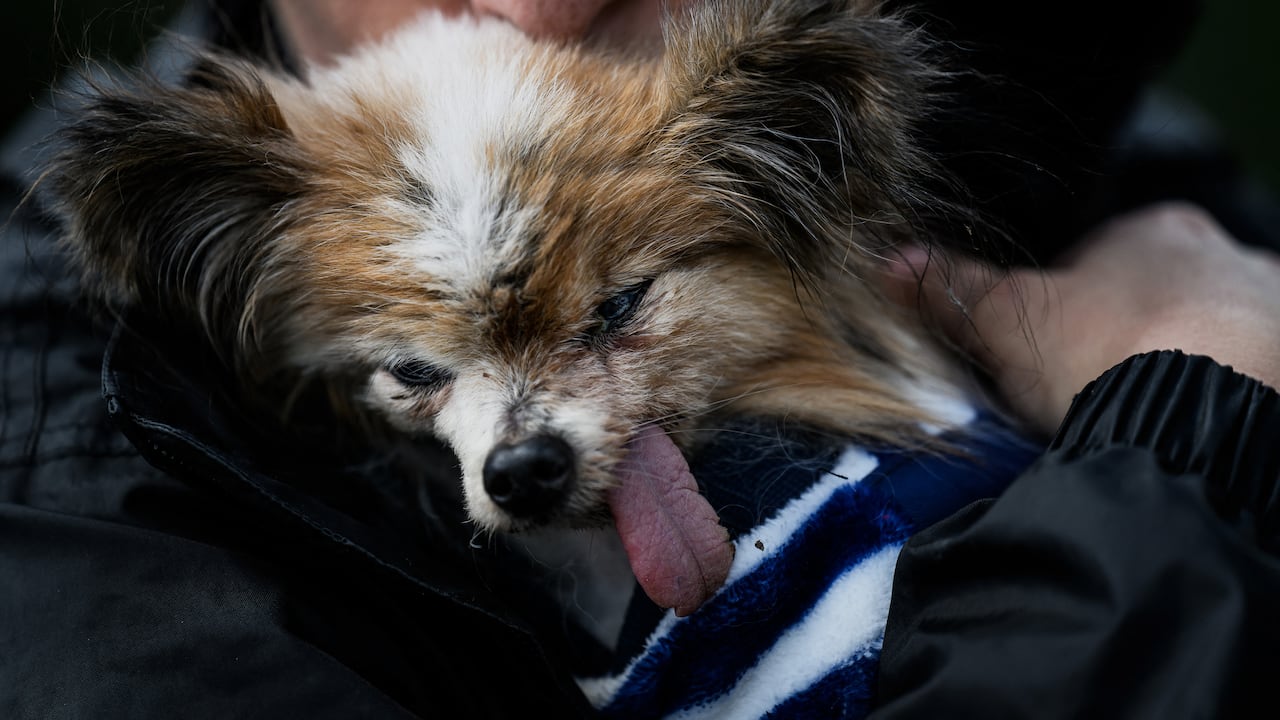 (FILES) French dog owner Ophelie Boudol holds Lazare, a Continental Toy Spaniel Papillon said to be the world's oldest dog born in 1995, in Villy le Pelloux, eastern France, on May 12, 2026. A French toy spaniel named Lazare thought to have been "the world's oldest dog" has died aged 30, his carer said on May 15, 2026. Lazare, a Papillon dwarf spaniel with stand-up "butterfly" ears, was born on December 4, 1995, according to animal charity worker Anne-Sophie Moyon. (Photo by Jeff PACHOUD / AFP)