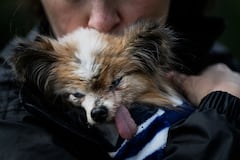 (FILES) French dog owner Ophelie Boudol holds Lazare, a Continental Toy Spaniel Papillon said to be the world's oldest dog born in 1995, in Villy le Pelloux, eastern France, on May 12, 2026. A French toy spaniel named Lazare thought to have been "the world's oldest dog" has died aged 30, his carer said on May 15, 2026. Lazare, a Papillon dwarf spaniel with stand-up "butterfly" ears, was born on December 4, 1995, according to animal charity worker Anne-Sophie Moyon. (Photo by Jeff PACHOUD / AFP)