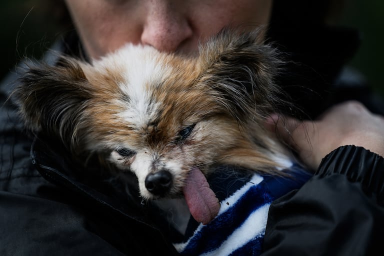 (FILES) French dog owner Ophelie Boudol holds Lazare, a Continental Toy Spaniel Papillon said to be the world's oldest dog born in 1995, in Villy le Pelloux, eastern France, on May 12, 2026. A French toy spaniel named Lazare thought to have been "the world's oldest dog" has died aged 30, his carer said on May 15, 2026. Lazare, a Papillon dwarf spaniel with stand-up "butterfly" ears, was born on December 4, 1995, according to animal charity worker Anne-Sophie Moyon. (Photo by Jeff PACHOUD / AFP)