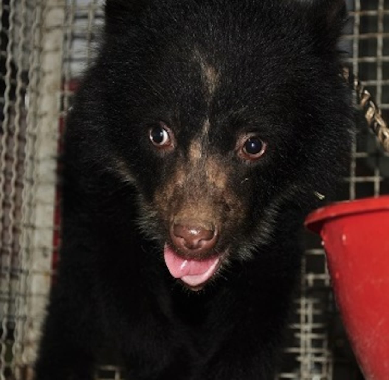 ● El retorno del oso Tamá a su hogar es un símbolo de resistencia, perseverancia y reconciliación con la naturaleza. Su liberación da esperanza a su especie que hoy está clasificada como Vulnerable (VU) por la UICN.
