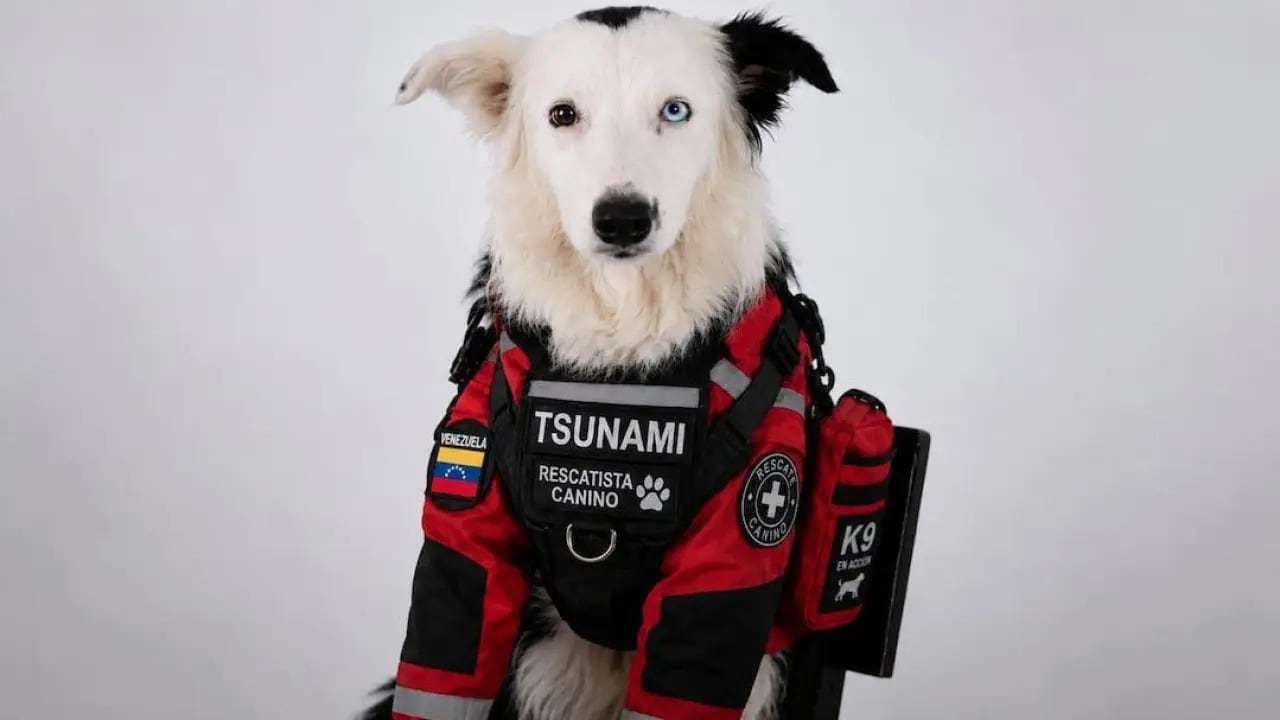 Tsunami, el perro rescatista.