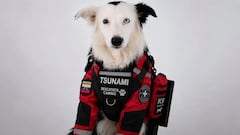 Tsunami, el perro rescatista.
