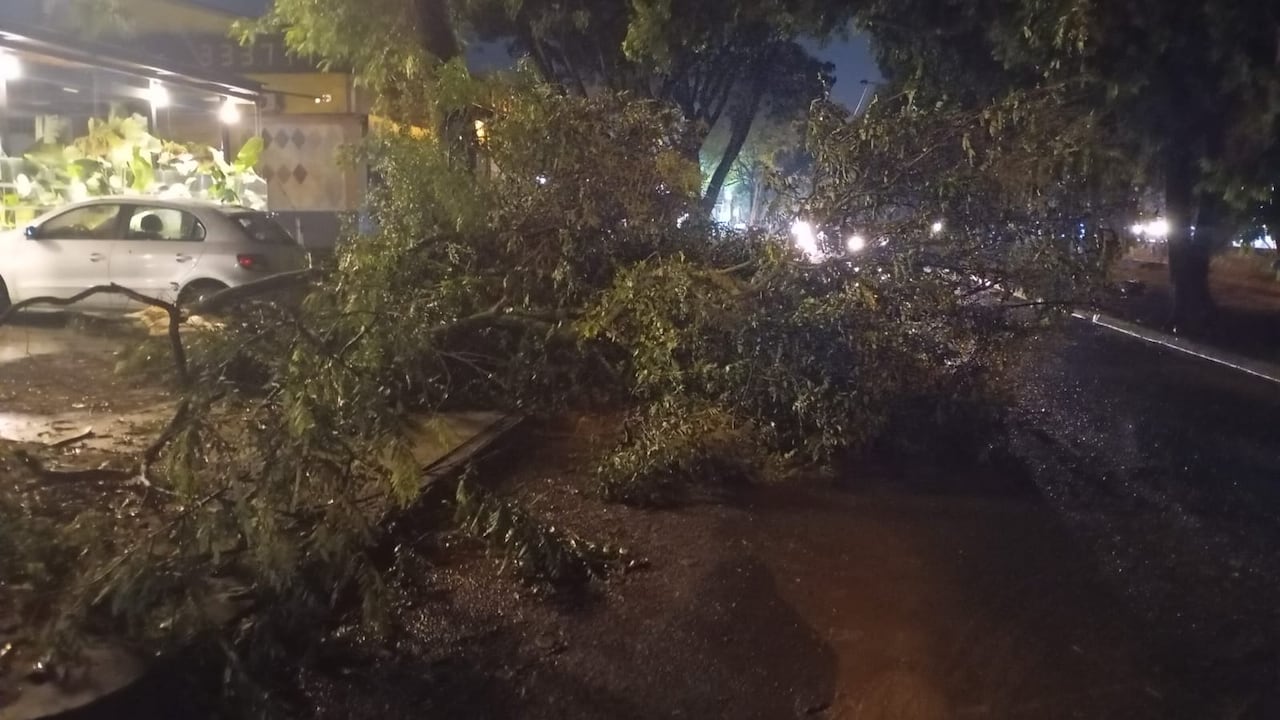 Caída de árbol en Cali, tras fuertes lluvias.