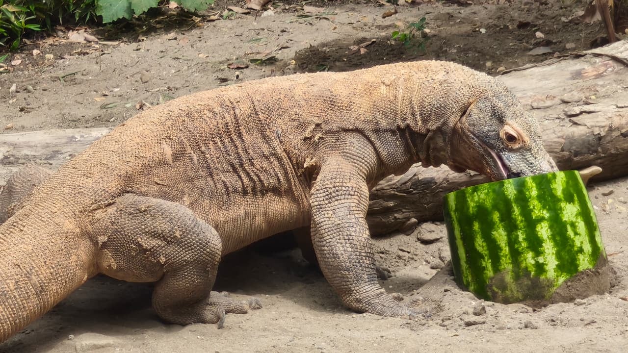 El dragón de Komodo es una especie endémica de Indonesia.