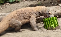 El dragón de Komodo es una especie endémica de Indonesia.