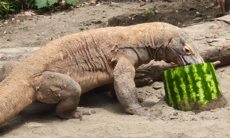 El dragón de Komodo es una especie endémica de Indonesia.