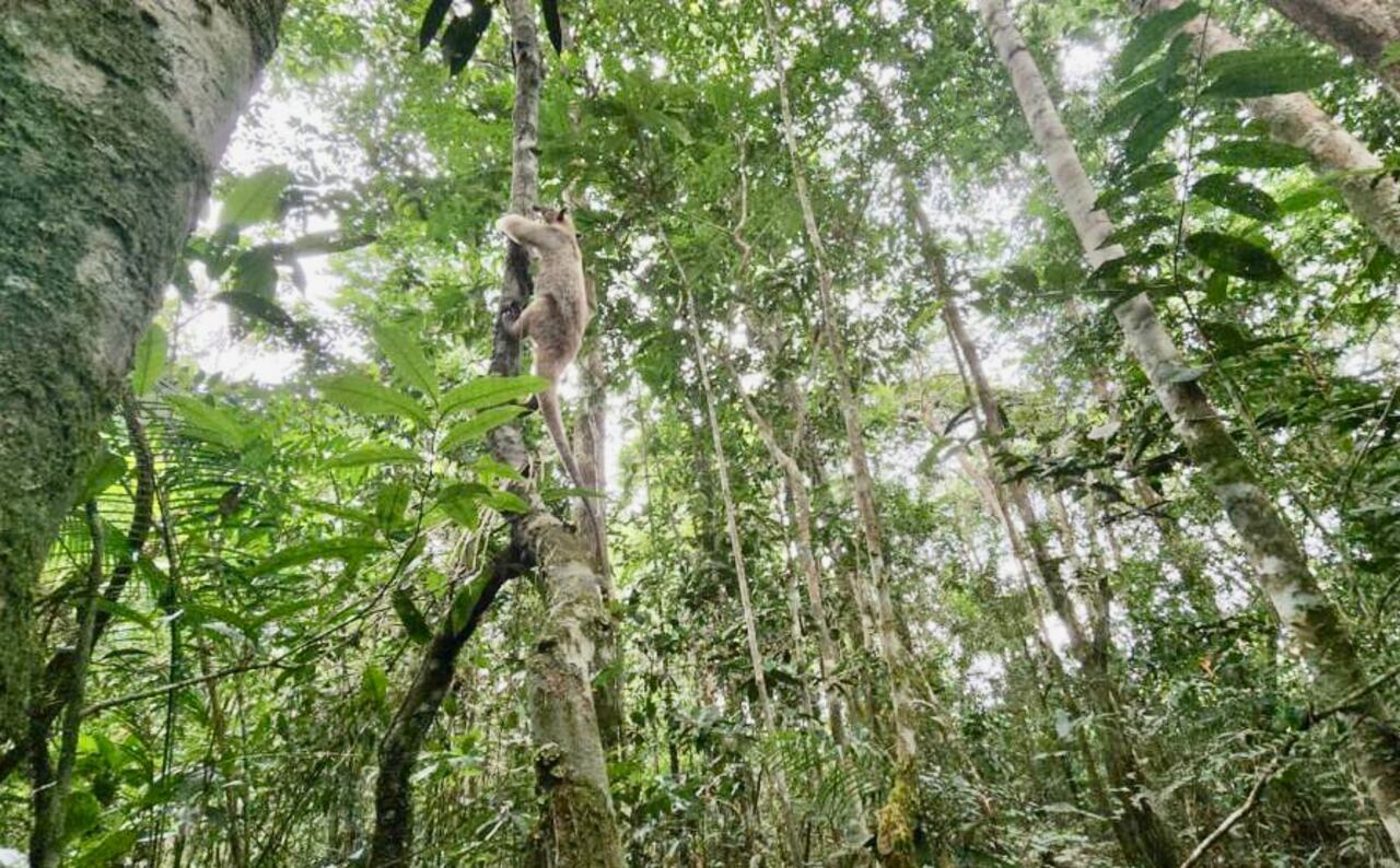 Oso Hormiguero rescatado en Vaupés