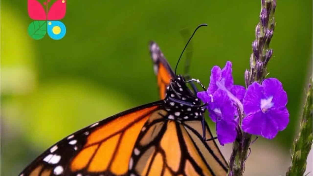 Andoke, Centro de Ciencia y Mariposario