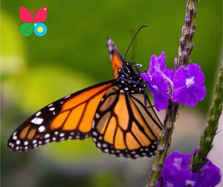 Andoke, Centro de Ciencia y Mariposario